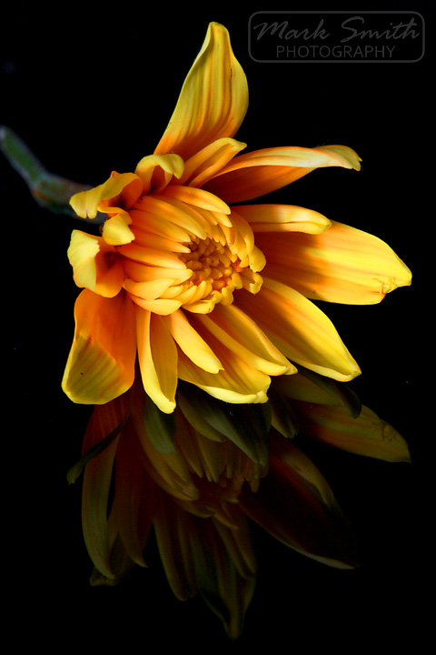 flower-1.jpg